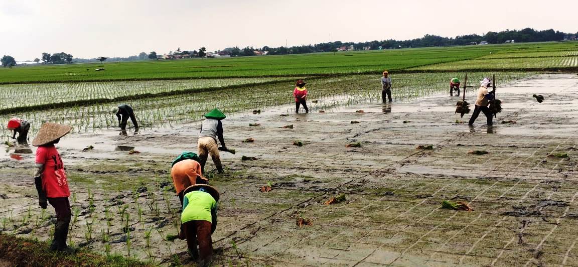 Persoalan Pupuk Subsidi Ancam Lumbung Padi di Karawang