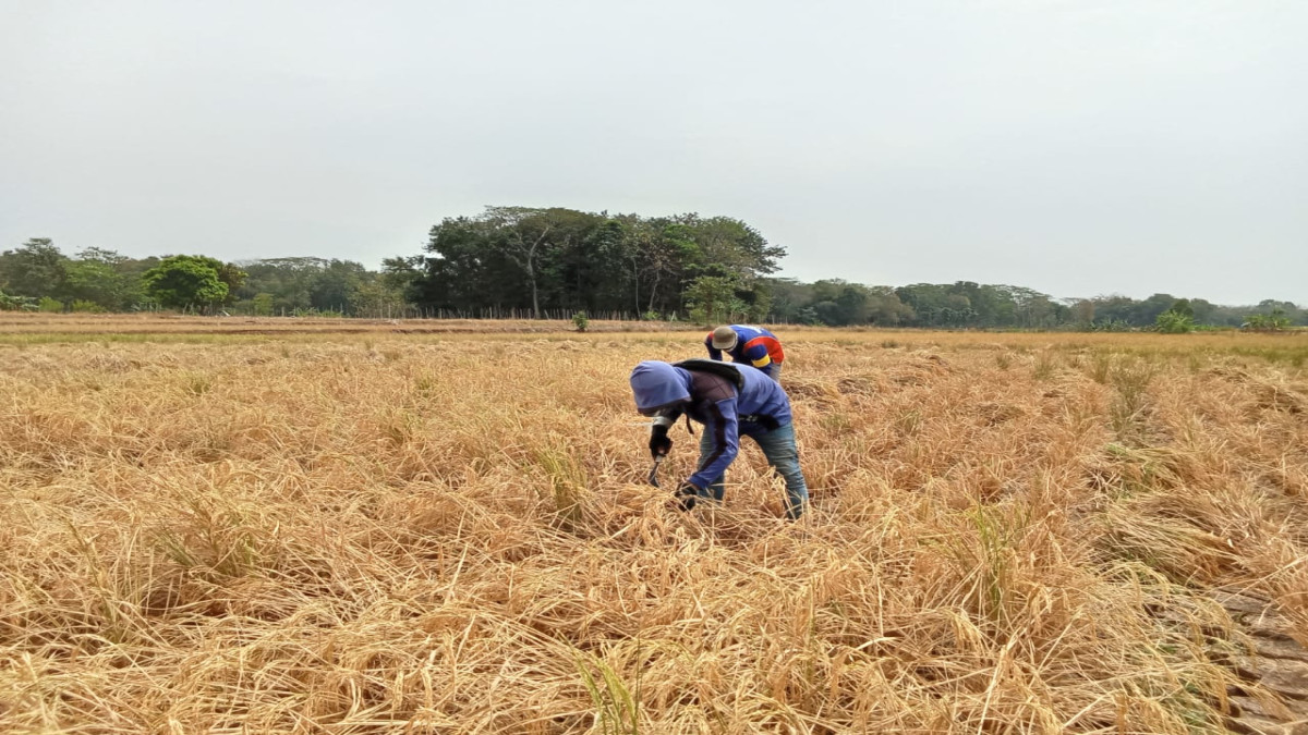 5.222 Hektare Sawah di Subang Kekeringan