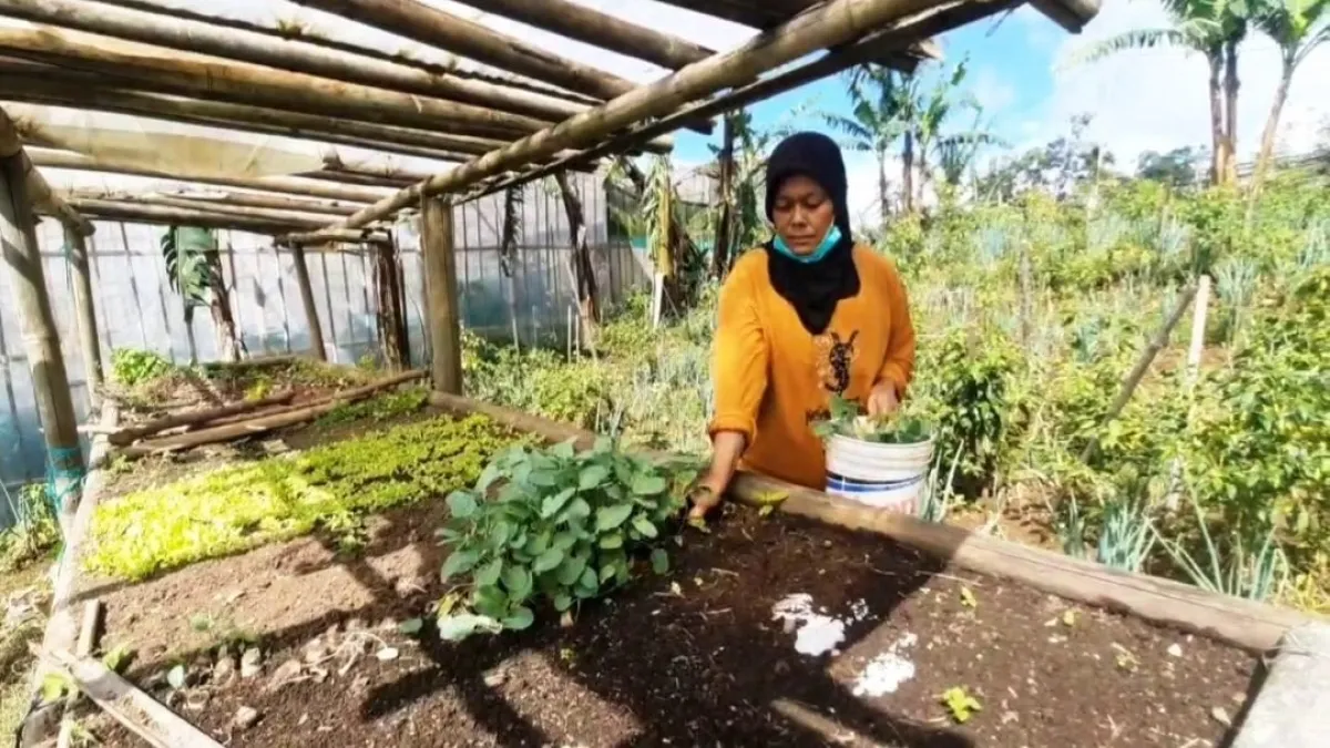 Aktivitas Pertanian di Pasirlangu Lumpuh, Warga Kehilangan Mata Pencaharian