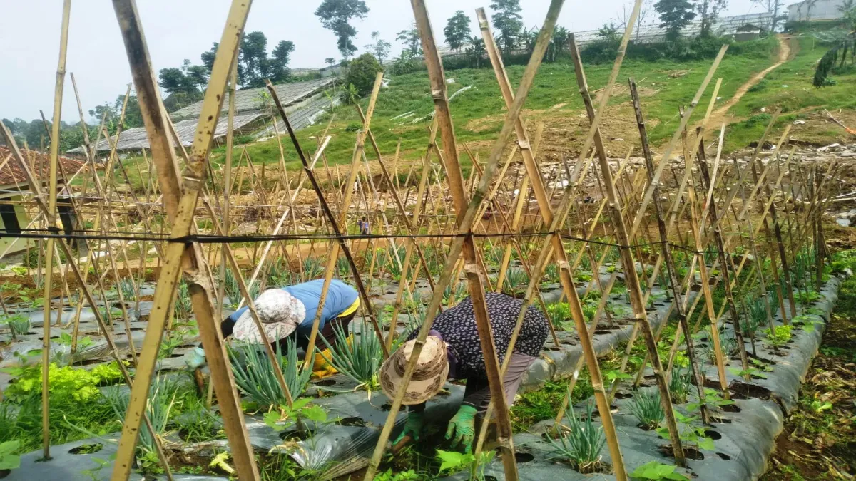 Korban Longsor Cisarua Mulai Bangkit di Tengah Ketidakpastian Relokasi