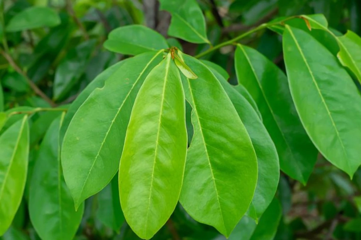 10 Manfaat Daun Sirsak untuk Kesehatan!