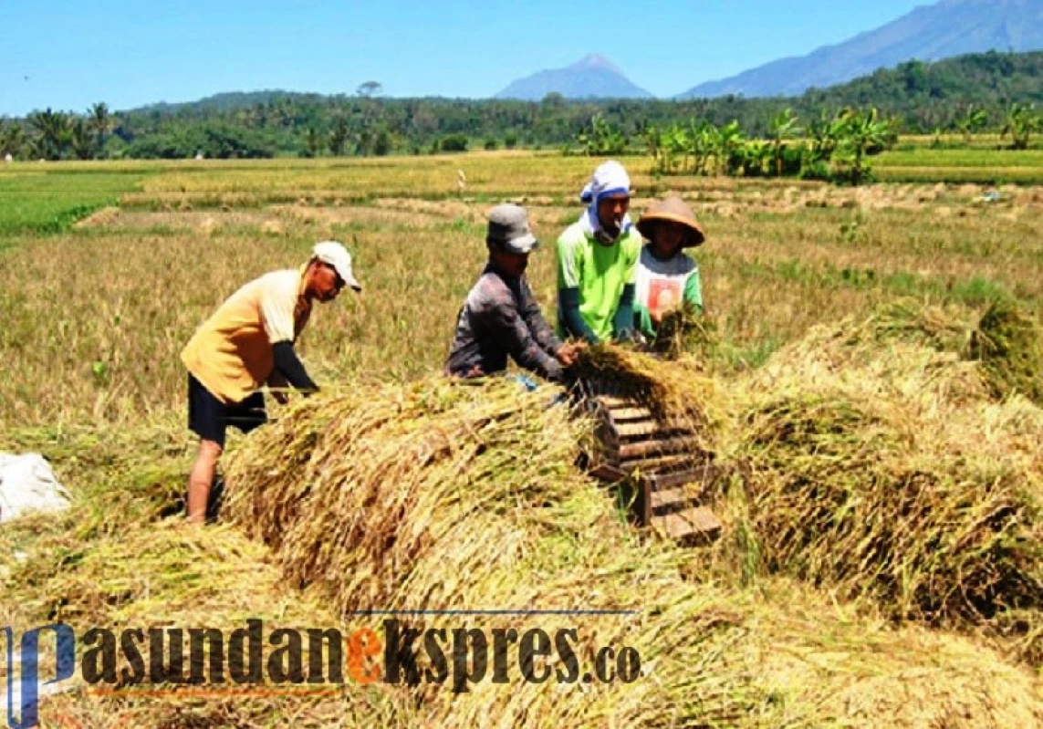 Kouta Pupuk Subsidi di Subang Berkurang