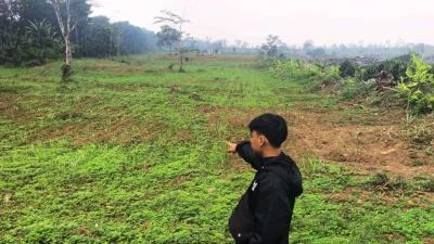 Di Tengah Polemik, Tebu di Subang Selatan Tumbuh Subur