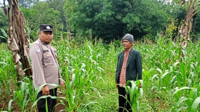 Polisi Tinjau Perkembangan Jagung Hibrida di Purwakarta