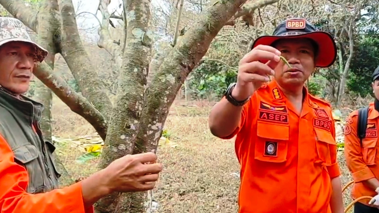 15 Hektare Kebun Rambutan di Cikaum Timur Diserang Hama Ulat, BPBD dan Dinas Pertanian Lakukan Penyemprotan