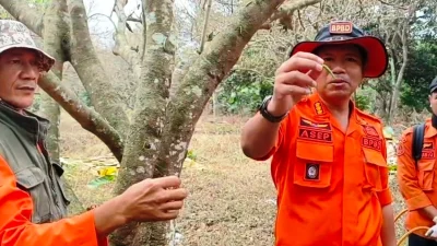 15 Hektare Kebun Rambutan di Cikaum Timur Diserang Hama Ulat, BPBD dan Dinas Pertanian Lakukan Penyemprotan