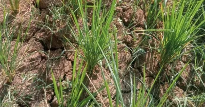 Krisis Air, Petani Desa Manyingsal Khawatir Sawah Alami Kekeringan