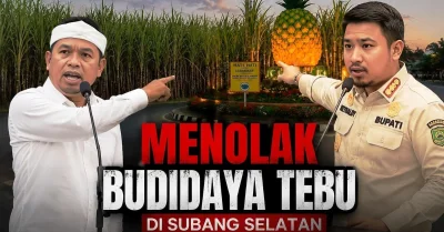 Penanaman Tebu di Subang Sudah Berjalan dan Tumbuh, Bupati dan Gubernur Baru Menolak: Ada Apa dengan Koordinasi PTPN?