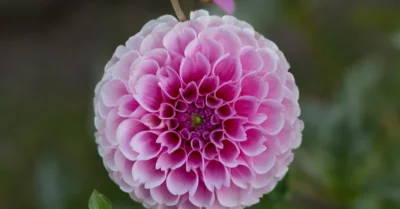 Tips agar Dahlia Mekar Sempurna, Ini Cara Merawatnya yang Tepat