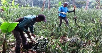 Produksi Nanas Subang Melonjak 26,8 Persen, Aktivis Soroti Ancaman Alih Fungsi Lahan untuk Tebu