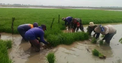 Kodim 0605/Subang Siagakan Seluruh Babinsa Hadapi Ancaman El Nino