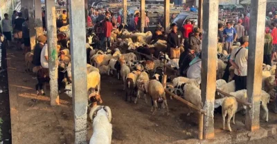 Lokasi Pasar Hewan di Purwadadi Subang, Pusat Jual Beli Ternak yang Ramai Dikunjungi