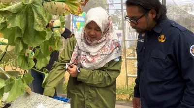 Teknologi Hidroponik Machida Mampu Tingkatkan Produktivitas Buah Melon