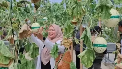 Liburan Seru di Subang! Wisata Petik Melon Hidroponik Machida Ini Bikin Pengunjung Ketagihan
