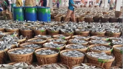 Pelelangan Ikan di Blanakan Subang 2026, Ini Daftar Harga Ikan dan Lokasinya