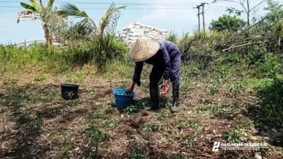 2.577 hektare Sawah di KBB Terancam Alami Kekeringan, Tersebar di 13 Kecamatan