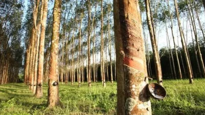 7 Fakta Unik Kebun Karet di Subang yang Jarang Diketahui