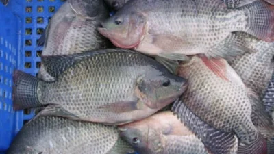 Rekomendasi Pemancingan Ikan Nila di Subang Lengkap dengan Tips Umpan Paling Ampuh