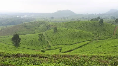 Bukan Sekadar Indah, Ini Fakta Unik Kebun Teh di Subang