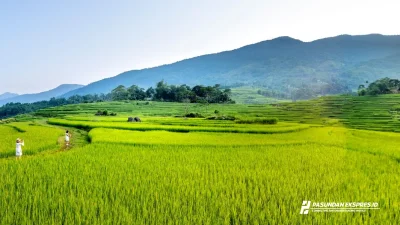 Ternyata Ini Daerah Penghasil Beras di Subang, Ada di Mana Saja? Cek Disini!