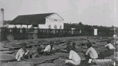 Sejarah PT Sang Hyang Seri di Sukamandi Subang: Dari Perkebunan hingga Pusat Perbenihan Nasional