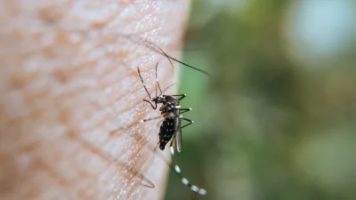 6 Cara Alami Usir Nyamuk di Rumah yang Bisa Kamu Coba