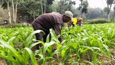 Limbah Sapi Jadi Pupuk Organik, Demplot Jagung di Subang Kurangi Pupuk Kimia
