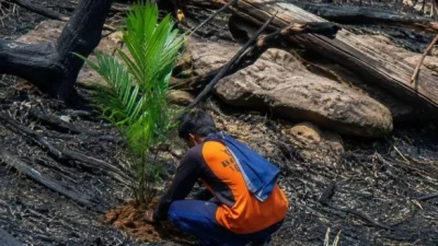 Penanaman Sawit di Lahan Bekas Karhutla Dilarang, Pemerintah Siapkan Langkah Tegas