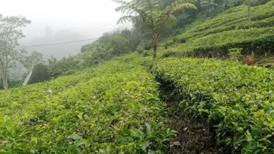 Desa Wisata Paling Populer di Subang, Ada Cibuluh hingga Bunihayu