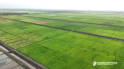 Lahan Pertanian Modern Sukamandi Subang, Terapkan Teknologi untuk Tingkatkan Produktivitas Padi