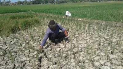 Kekeringan di Subang 2026 Meluas, Sawah Terancam dan Pemerintah Siapkan Pompa Air