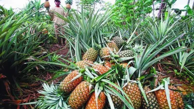 Cara Membedakan Nanas Simadu Asli Subang, Jangan Cuma Lihat Ukurannya
