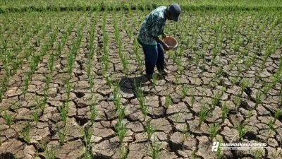 Akibat Kemarau Panjang, 7.267 Hektare Lahan Persawahan Subang Terancam Kekeringan