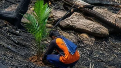 Puan Maharani Soroti Alih Fungsi Lahan Bekas Karhutla Jadi Sawit