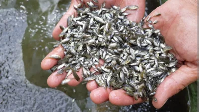 Lengkap! Cara Dapatkan Bantuan Benih Ikan di Subang September 2026, Cek Syarat dan Jalurnya