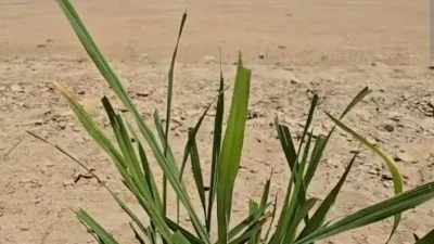 Fenomena Langka! Sungai Barito Mengering Dan Munculkan Gurun Pasir Baru Di Kalimantan!