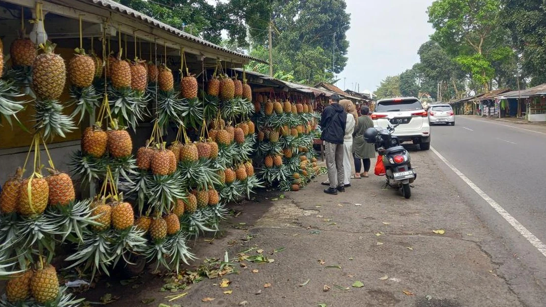 Fakta Unik Desa Kumpay Jalancagak Subang, Sentra Nanas dan Pisang yang Punya Potensi Agrowisata