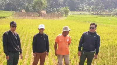 Tujuh Hektare Sawah di Tambakmekar Alami Kekeringan