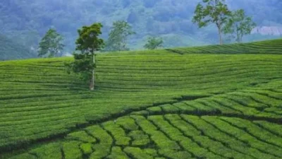 Panduan Wisata Subang 2 Hari 1 Malam untuk Korporat dan Investor