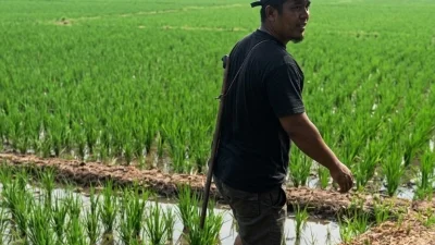 Kemarau Panjang Minim Pasokan Air, Petani Tanam Padi di Area Terbatas