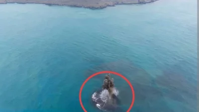 Update Anak Krakatau September 2026: Daratan Baru Dekat Anak Krakatau Seluas 32,8 Hektare Muncul