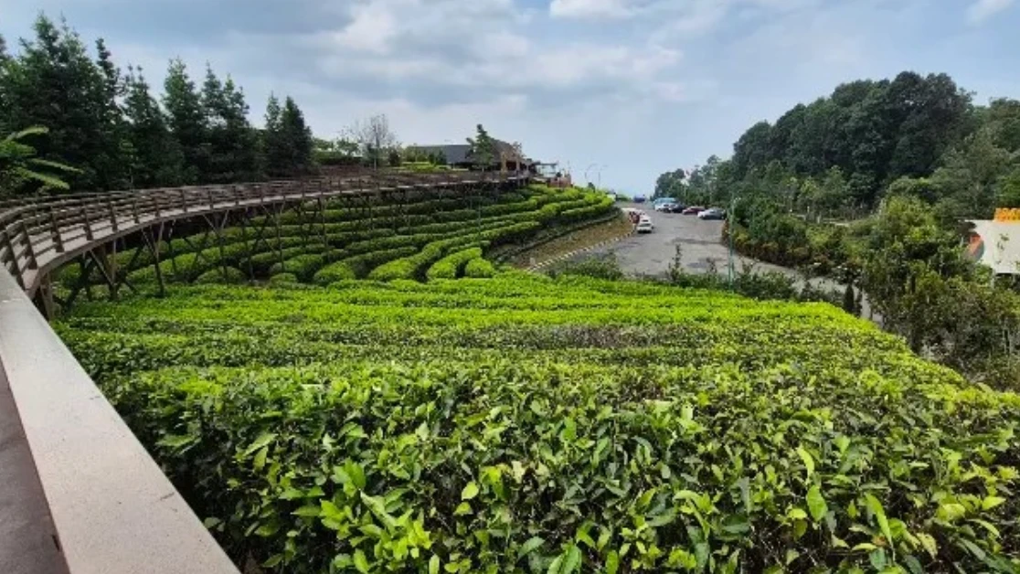 Tempat Wisata di Subang yang Wajib Dikunjungi Wisatawan beserta Alamatnya