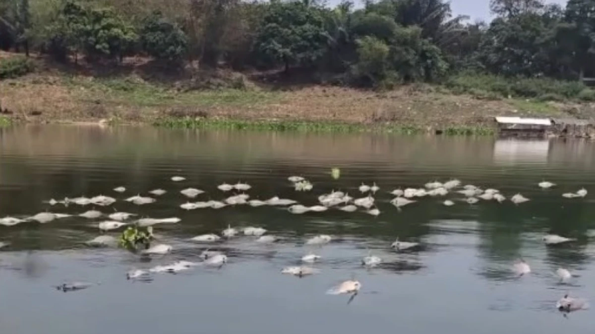 Fenomena Upwelling di Waduk Cirata Diduga Picu Ribuan Ikan Nila Mati