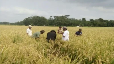 Lahan Pertanian Abadi di Subang, Bagaimana Masa Depan LP2B di Tengah Perkembangan Industri?