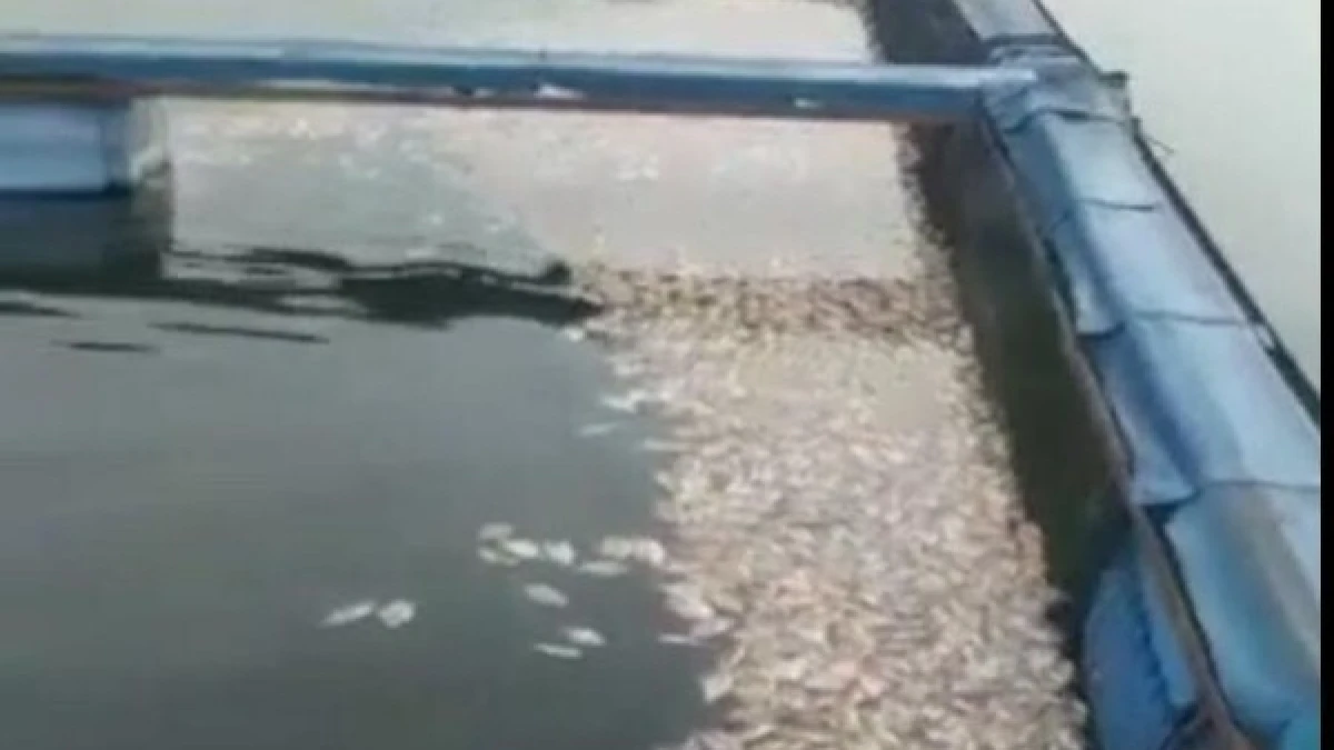 Apa Itu Fenomena Upwelling? Memahami Penyebab Ribuan Ikan Nila Mati di Waduk Cirata
