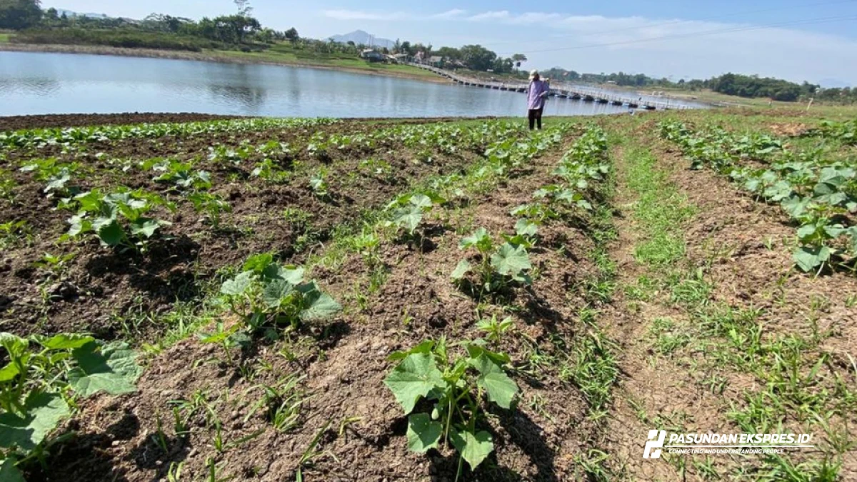 Danau Saguling di Bandung Barat Mengering, Warga Manfaatkan Lahan untuk Bertani