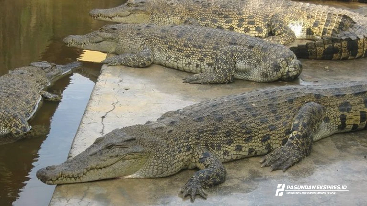 Wisata Ekstrim! Subang Punya Penangkaran Buaya Legendaris di Jalur Pantura
