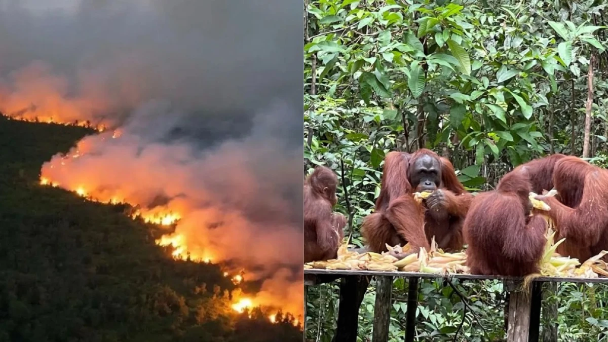 Karhutla Taman Nasional Tanjung Puting Meluas, Api Kian Dekat ke Area Pakan Orangutan