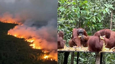 Karhutla Taman Nasional Tanjung Puting Meluas, Api Kian Dekat ke Area Pakan Orangutan