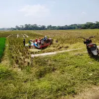 Musim Panen di Subang, Harga Gabah di Pagaden Barat Stabil